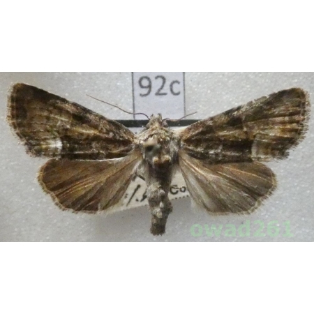 Oligia versicolor (Borkhausen, 1792) Czech92c
